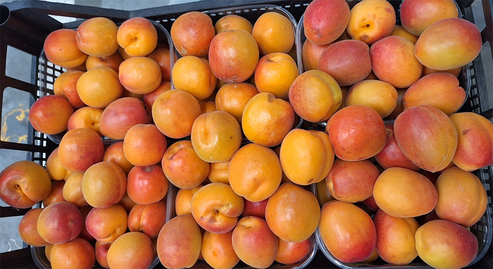 Albicocche - Romagna - 3/3,50 euro al chilogrammo